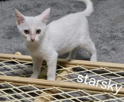A baby small-sized male Domestic Short Hair cat named Starsky for adoption in Fort Worth, TX