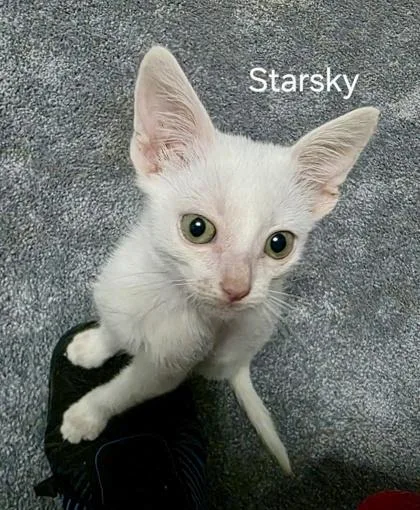 Starsky thumbnail 3