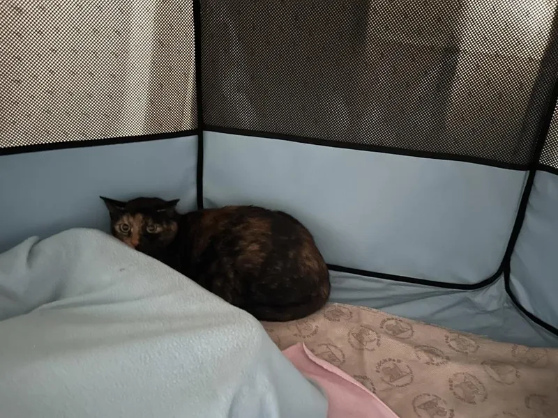 An adult small-sized female Domestic Short Hair cat named Mama Pretzel for adoption in Virginia Beach, VA