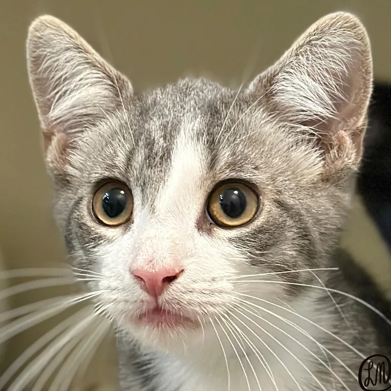 A baby medium-sized male Tabby (Gray / Blue / Silver) Domestic Short Hair cat named Possum for adoption in Victor, NY