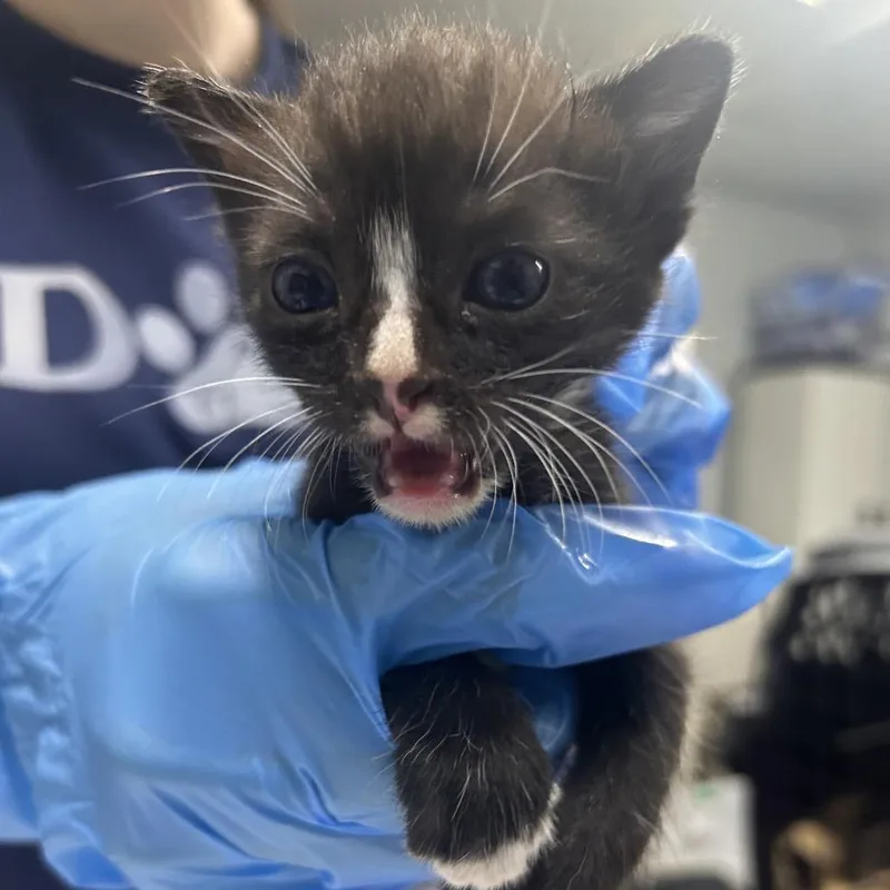 A baby small-sized male Calico Domestic Short Hair cat named Twix for adoption in Summerville, SC