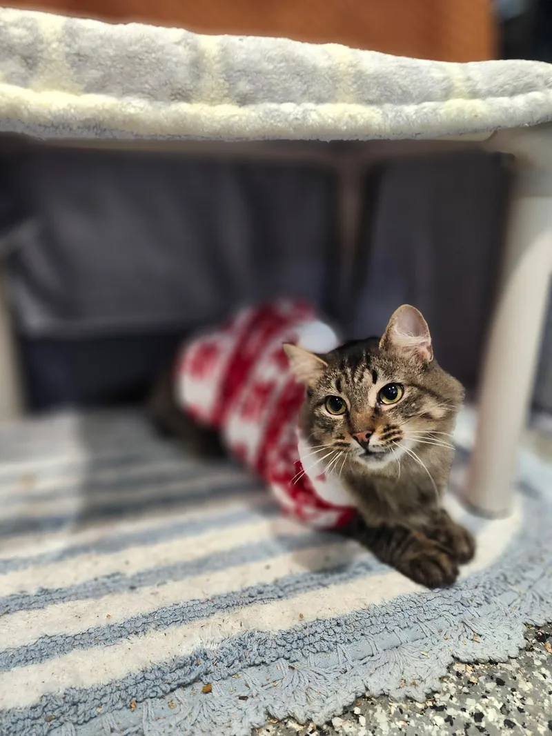 A young small-sized female Domestic Medium Hair cat named Sally for adoption in Blackstone, MA