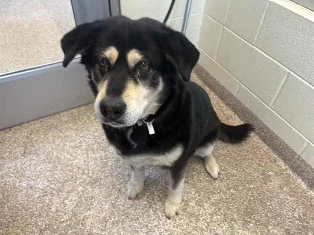 A senior medium-sized female Siberian Husky dog named South Paw for adoption in Colorado Springs, CO