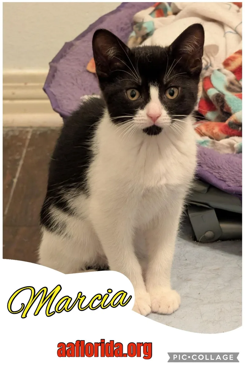 A young medium-sized female Tuxedo cat named Marcia for adoption in Pensacola, FL