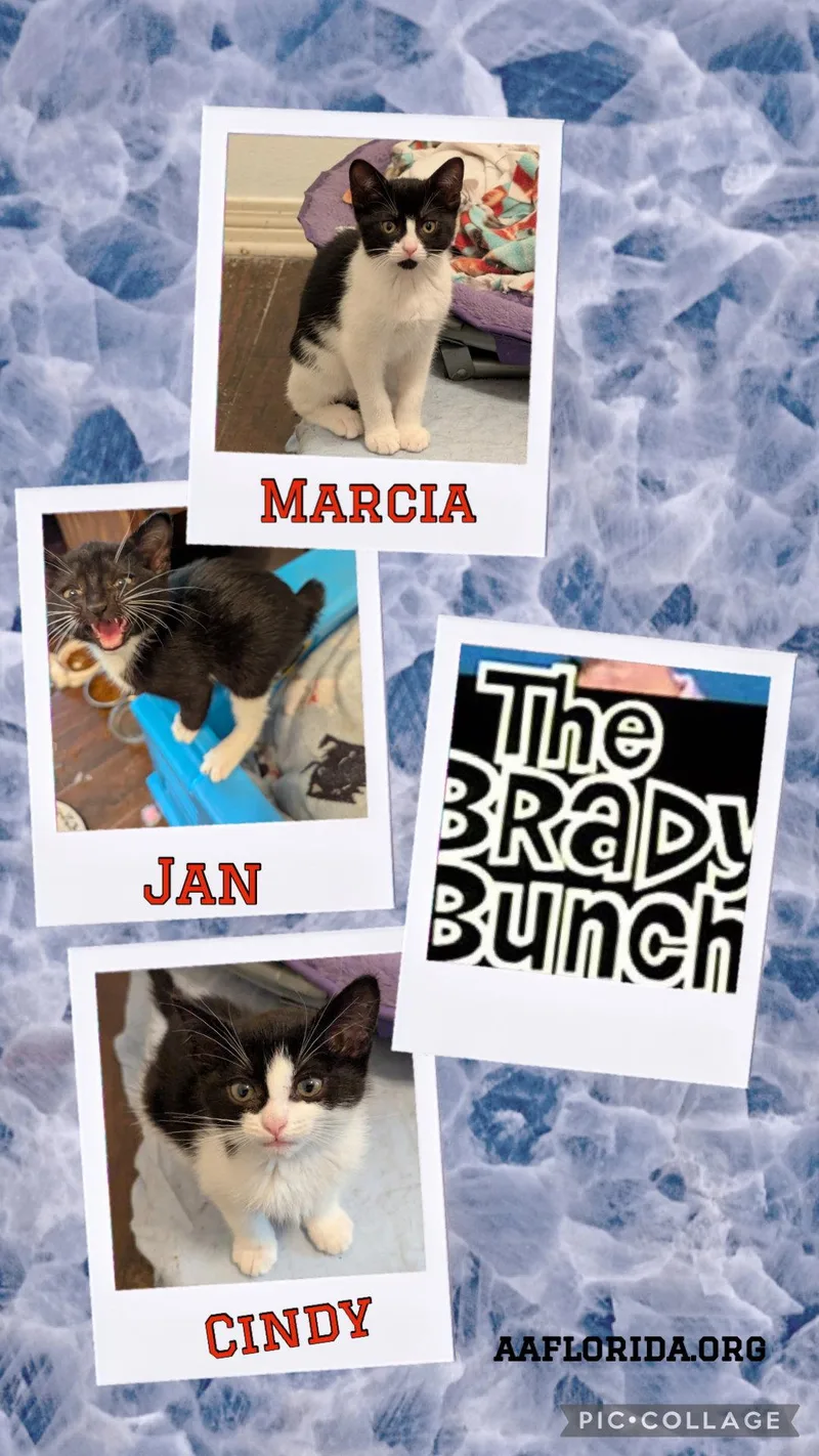 Marcia thumbnail 2