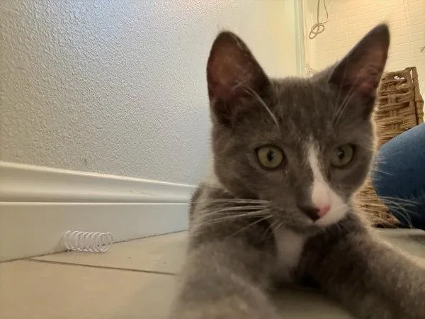 A baby small-sized male Domestic Short Hair cat named Arthur for adoption in Bonsall, CA