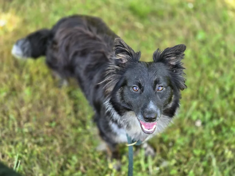 An adult medium-sized male Black Australian Shepherd dog named Bear for adoption in Maynardville, TN
