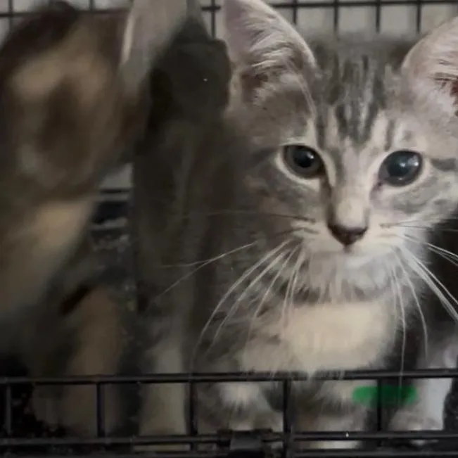 A baby small-sized female Gray / Blue / Silver Domestic Short Hair cat named Floret for adoption in Hemet, CA