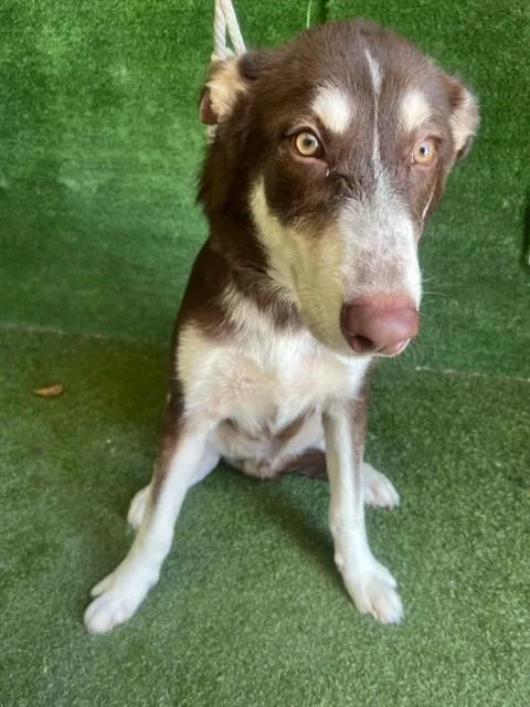 A young medium-sized male Siberian Husky dog named Nino Brown for adoption in Lancaster, CA