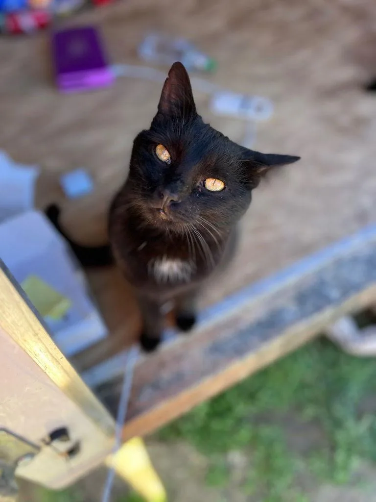 Darby Rose thumbnail 2