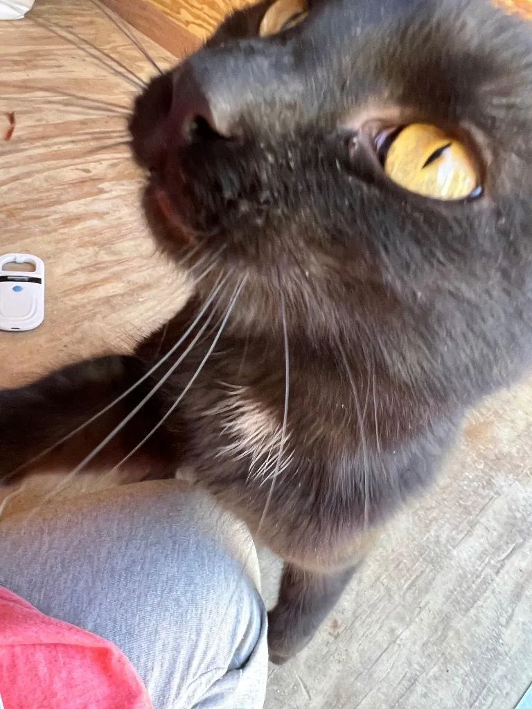 Darby Rose thumbnail 3