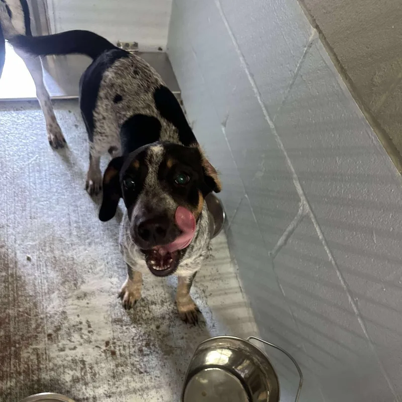 A baby medium-sized female Hound dog named Ralphetta for adoption in Bastrop, TX