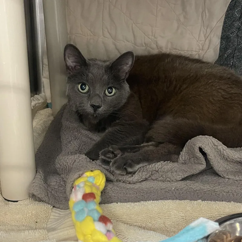 An adult medium-sized female Gray / Blue / Silver Domestic Short Hair cat named Prudence for adoption in Mentor, OH