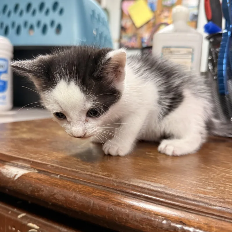 A baby medium-sized female Domestic Short Hair cat named Mackenzie for adoption in Columbia, SC