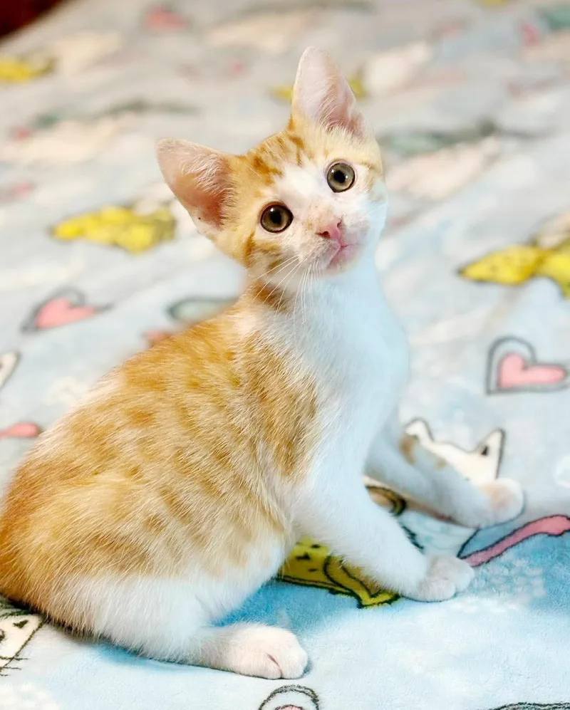 A baby small-sized male Tabby (Orange / Red) Tabby cat named Astro is as for adoption in Bedford Hills, NY