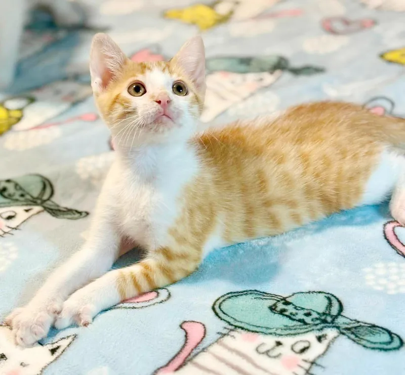 Astro is  as thumbnail 2