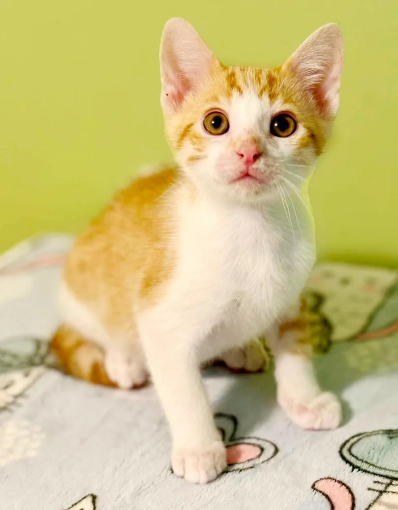Astro is  as thumbnail 4