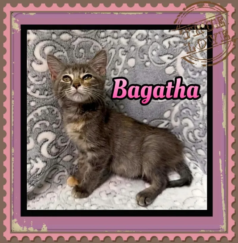 A baby small-sized female Domestic Short Hair cat named Bagatha for adoption in Jacksonville, IL