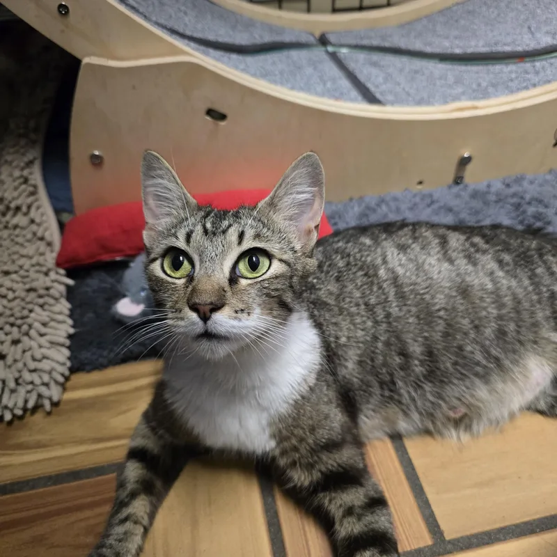 Bitsy & Babies thumbnail 2