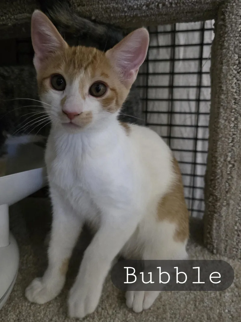 Bitsy & Babies thumbnail 3