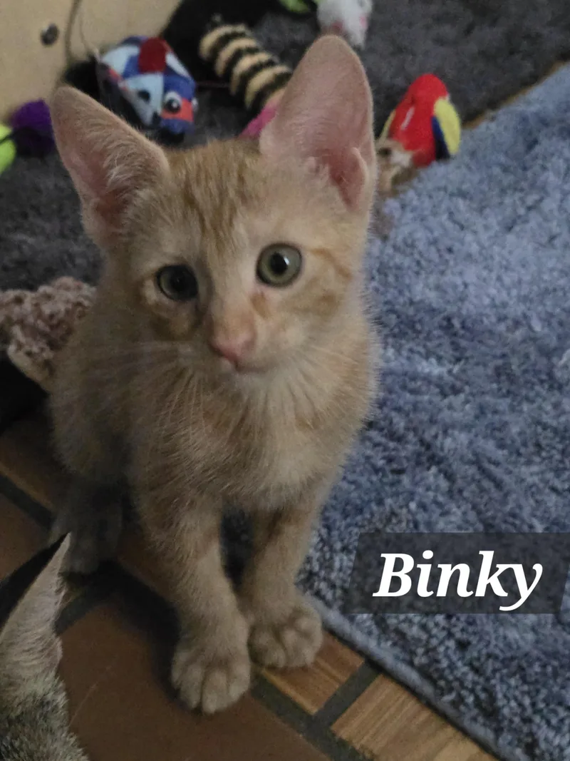 Bitsy & Babies thumbnail 4