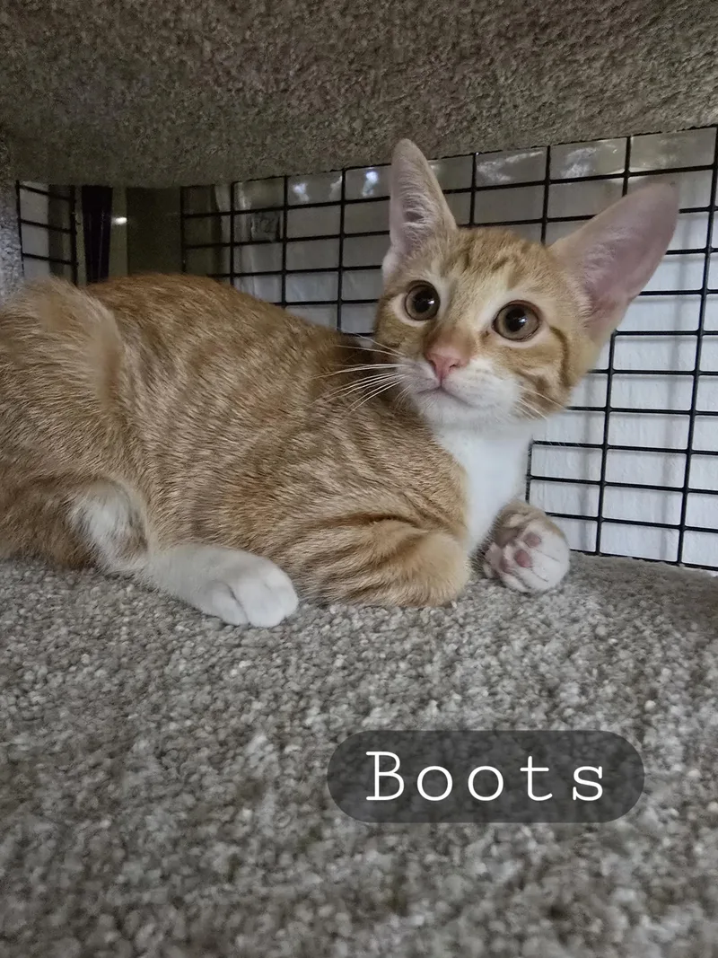 Bitsy & Babies thumbnail 5