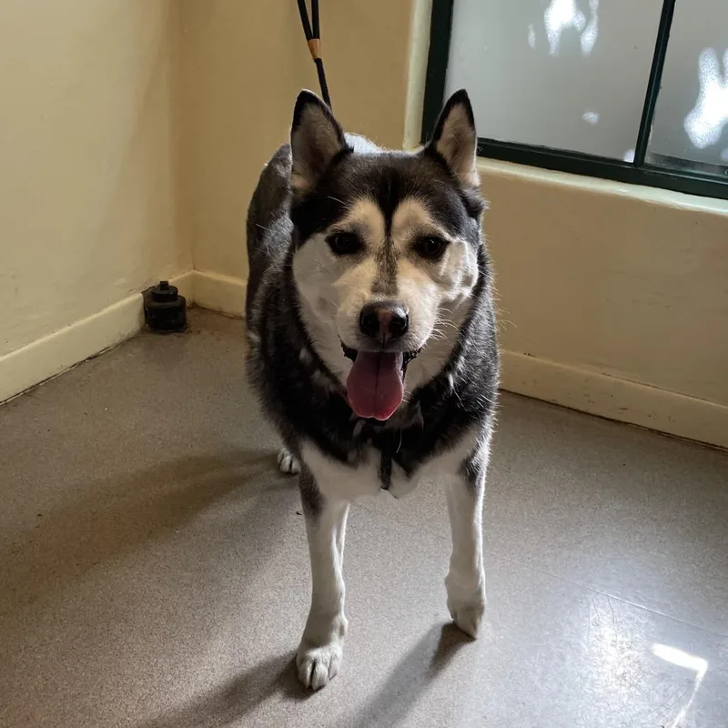 An adult large-sized male Black Siberian Husky dog named Flynn for adoption in Pasadena, CA