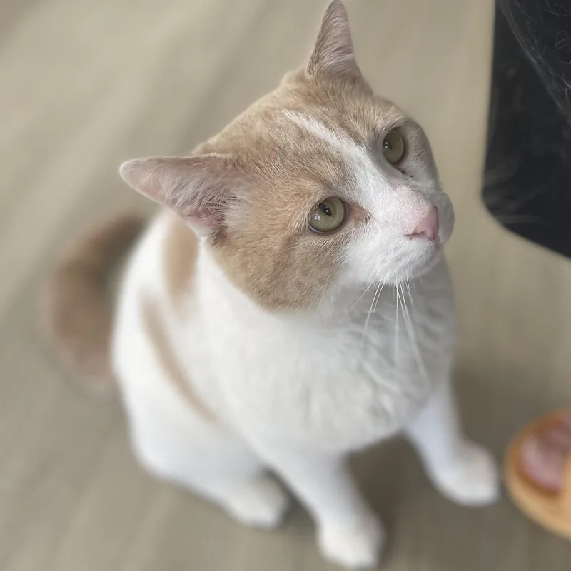 An adult large-sized male Orange & White Domestic Short Hair cat named Chester for adoption in Colonia, NJ