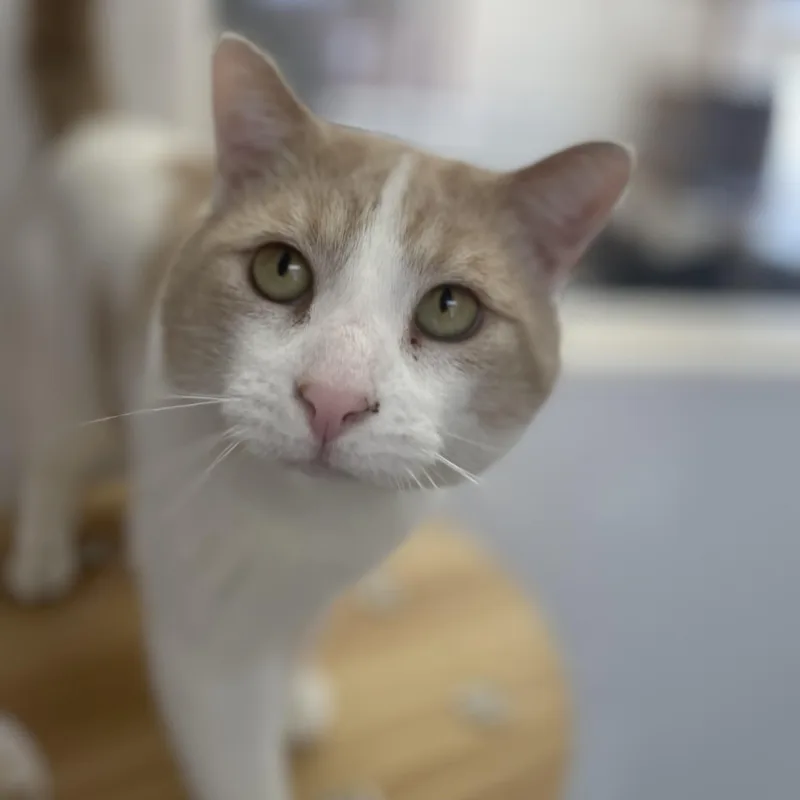 Chester thumbnail 6