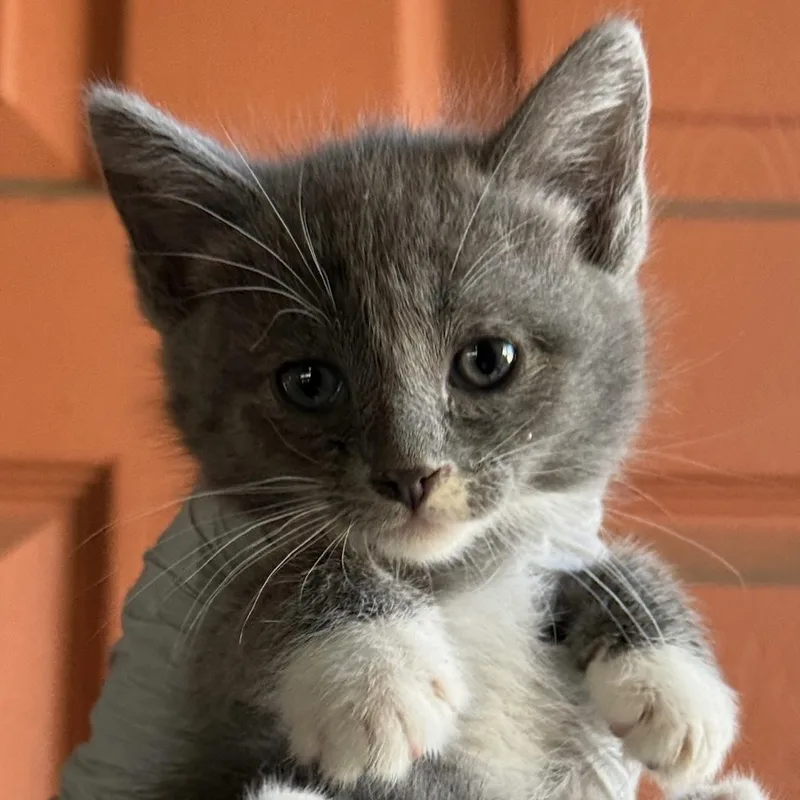 A baby medium-sized female Gray / Blue / Silver Domestic Short Hair cat named Dorothy for adoption in Huntington Beach, CA