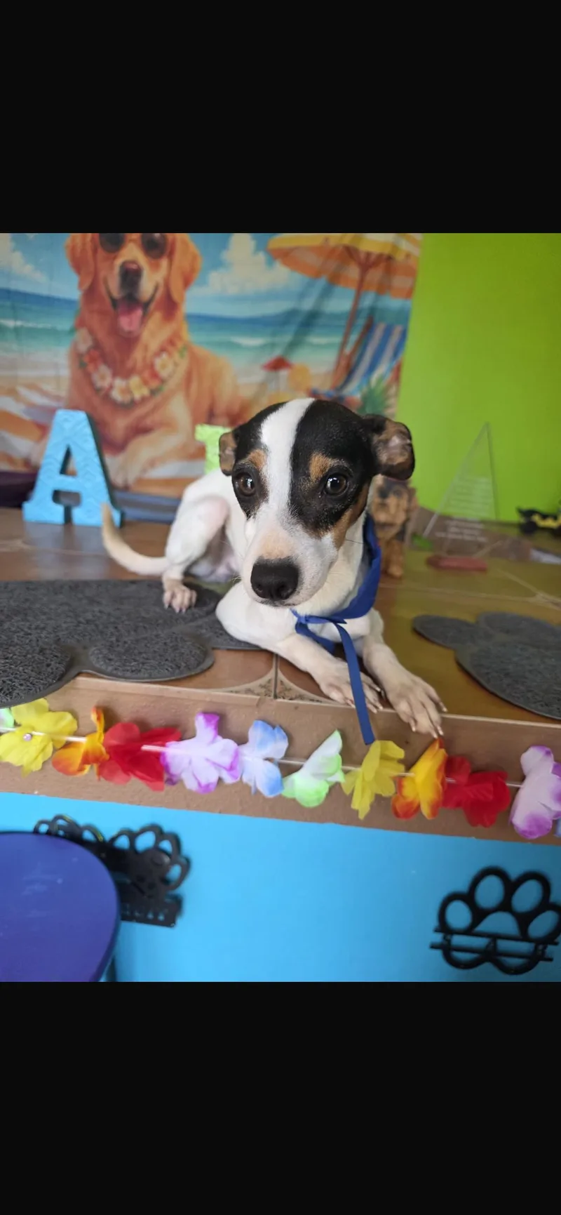 A young small-sized male Rat Terrier dog named Diesel for adoption in Virginia Beach, VA