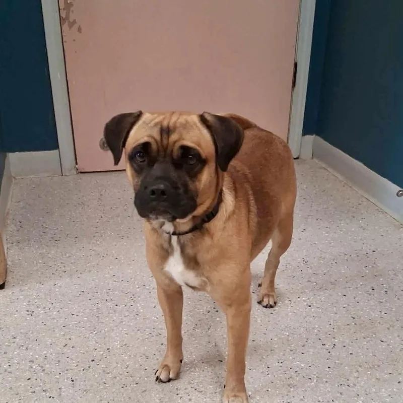 A young medium-sized male Brown / Chocolate Mixed Breed dog named Frank for adoption in Huntsville, AR