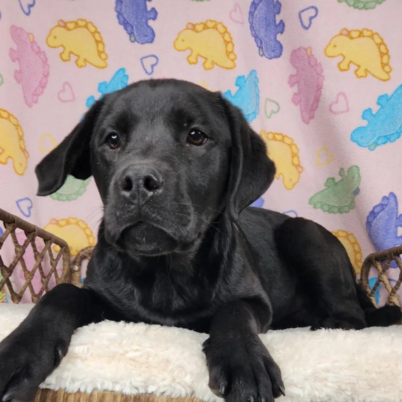 Dick Van Dyke thumbnail 2