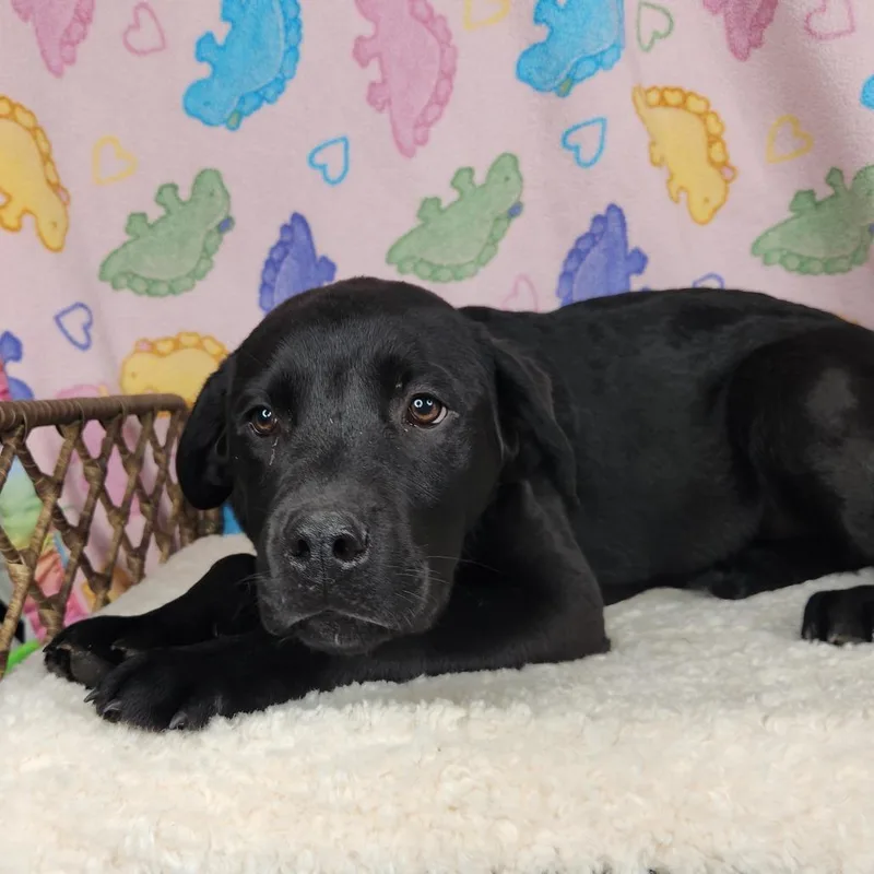 Dick Van Dyke thumbnail 3