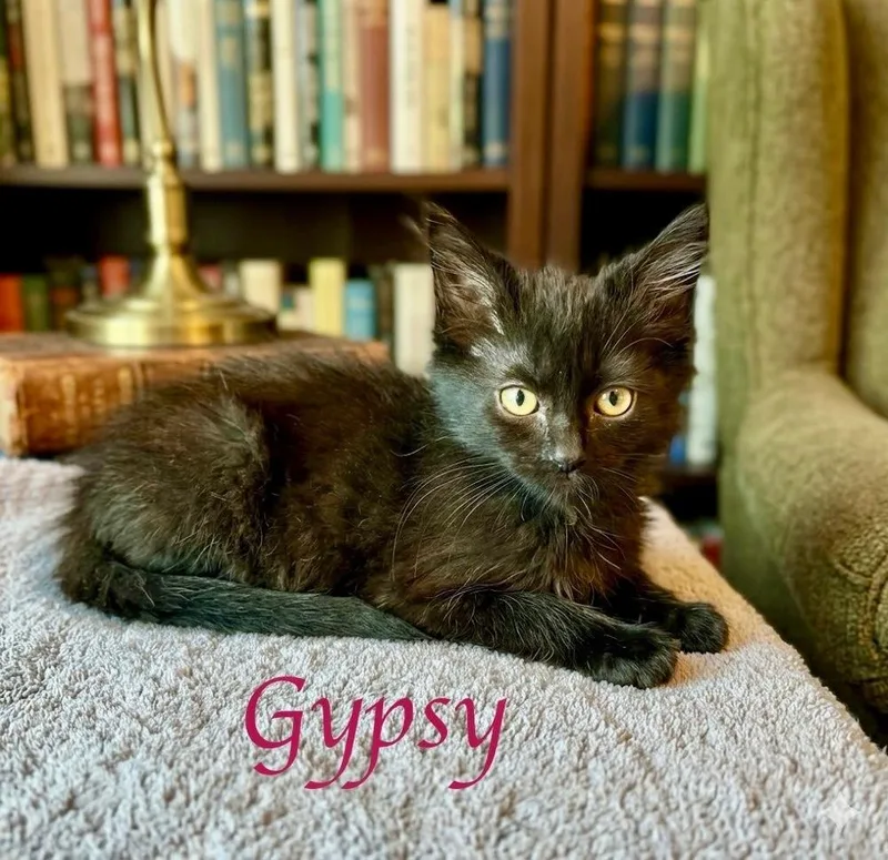 A baby small-sized female Black Domestic Medium Hair cat named Gypsy for adoption in Oakdale, CA