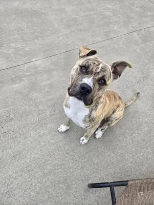 An adult large-sized male Pit Bull Terrier dog named Garbanzo for adoption in Westland, MI