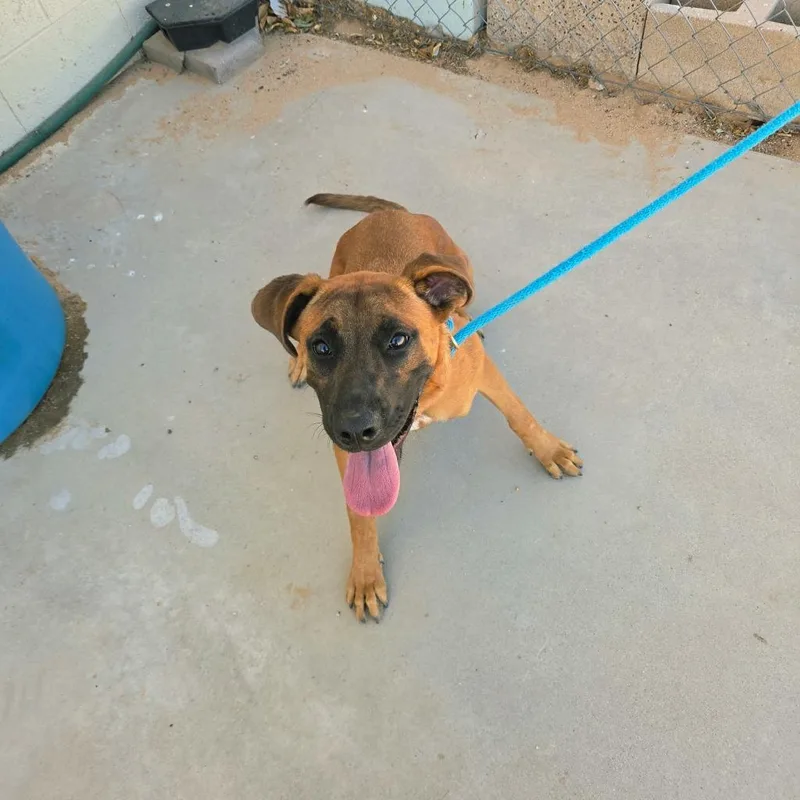 A young medium-sized female Belgian Shepherd / Malinois dog named Briana for adoption in California City, CA