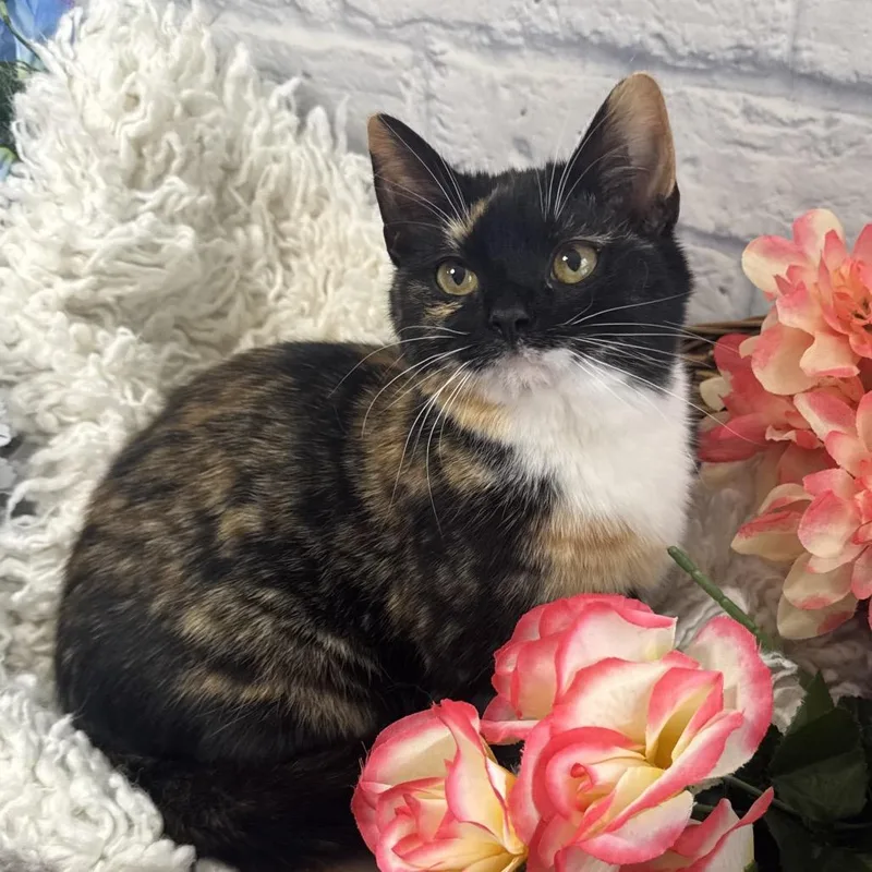 A young medium-sized female Calico Domestic Short Hair cat named Tamerlane for adoption in Harrisonburg, VA