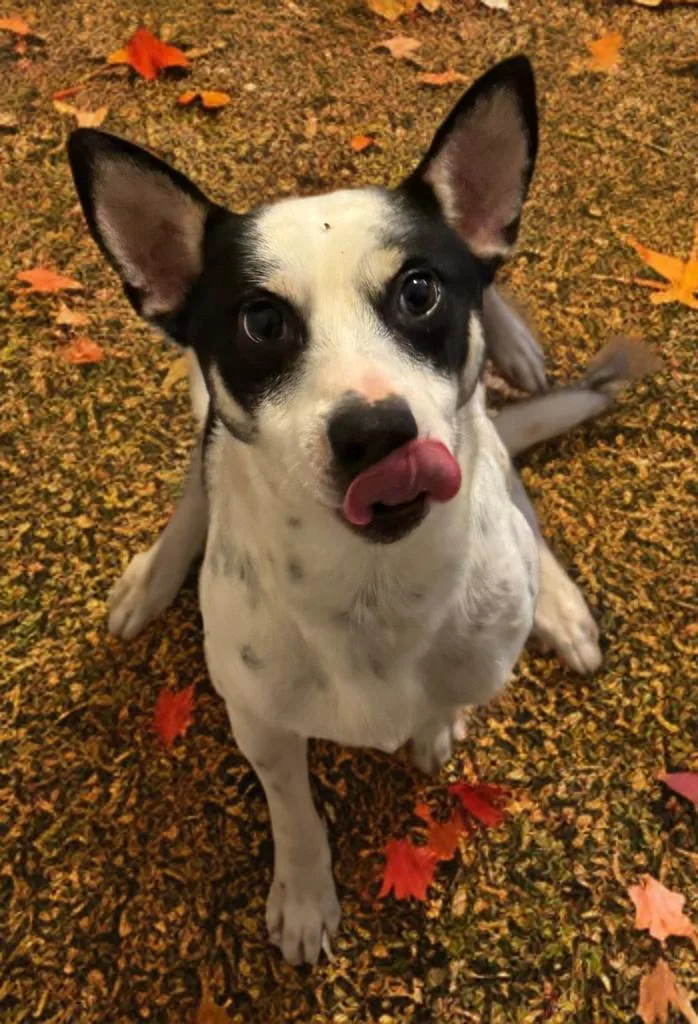 An adult small-sized male Black Rat Terrier dog named Graham for adoption in San Antonio, TX