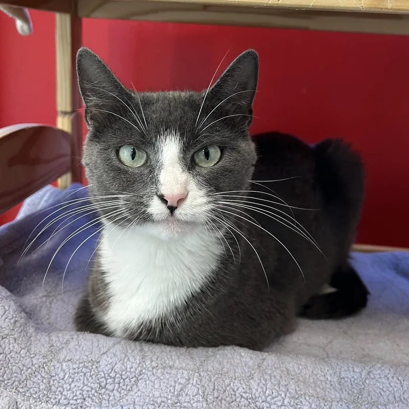 An adult medium-sized female Gray & White Domestic Short Hair cat named Everglades for adoption in North Haven, CT