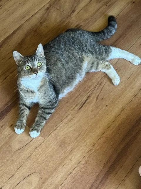 An adult medium-sized female Domestic Short Hair cat named Daisy for adoption in Rochester, NY