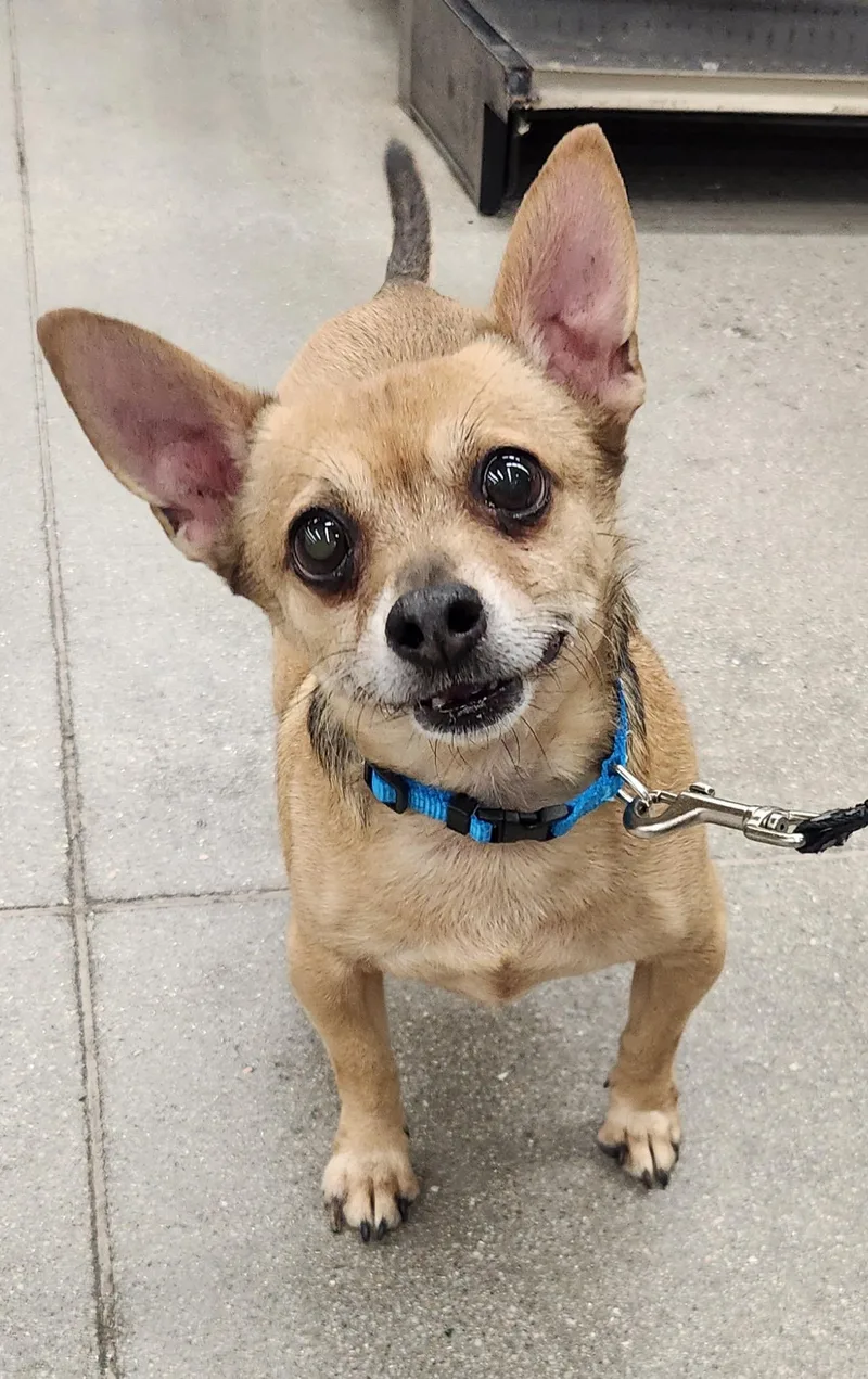 An adult small-sized male Brown / Chocolate Chihuahua dog named Coco for adoption in Las Vegas, NV