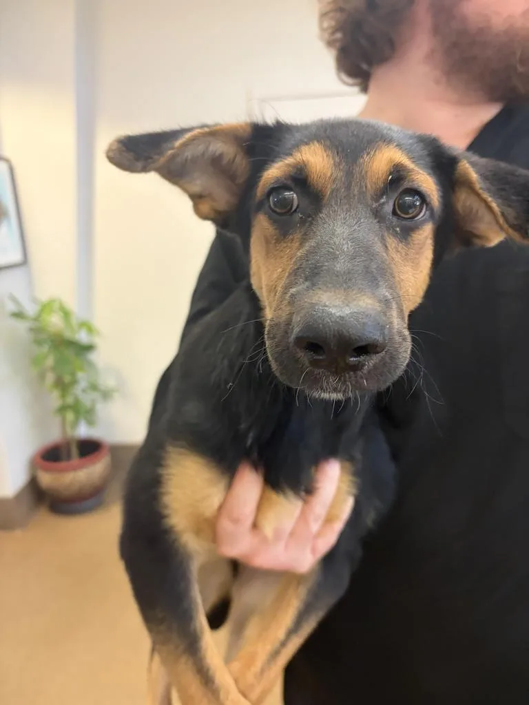 A baby medium-sized female Mixed Breed dog named Romy ✅ for adoption in Florence, SC