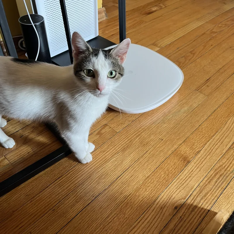 A young medium-sized female White Domestic Short Hair cat named Celeste for adoption in Pompton Lakes, NJ
