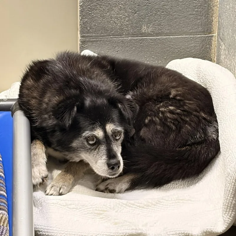 A senior medium-sized female Black Border Collie dog named Shadow for adoption in Franklin, NC