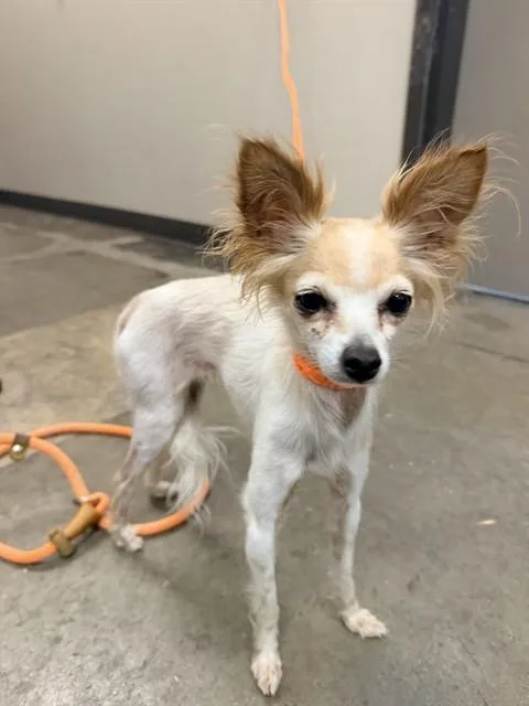 An adult small-sized male Chihuahua dog named Diego for adoption in Ontario, CA