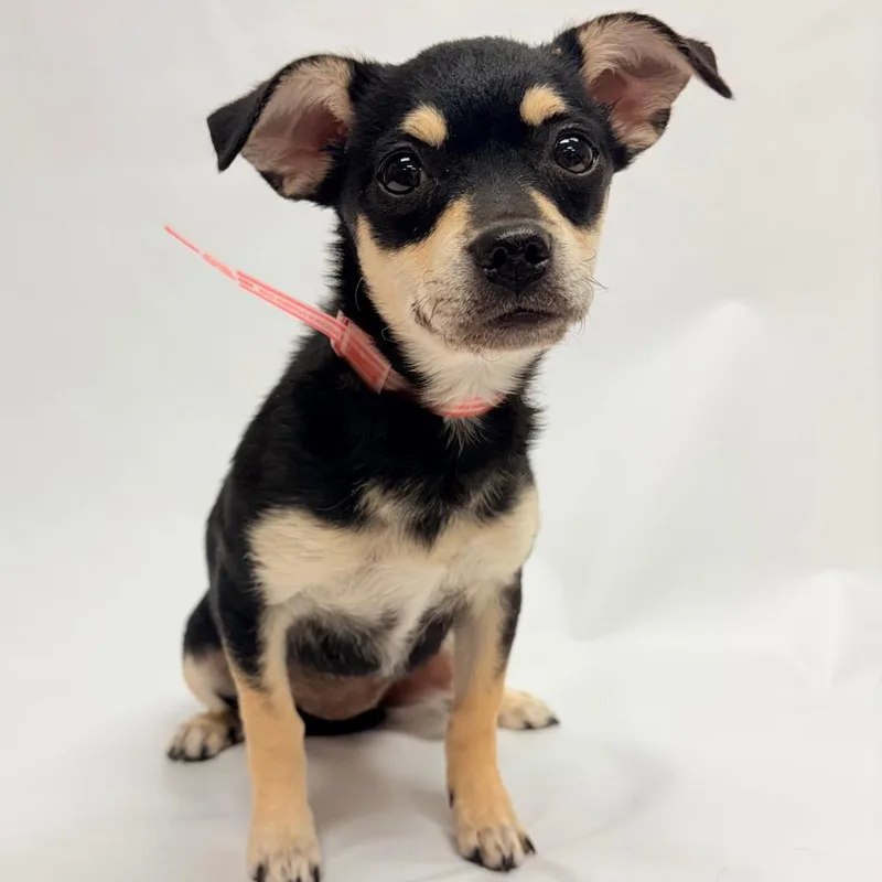 A baby small-sized female Chihuahua dog named Via for adoption in Parker, CO