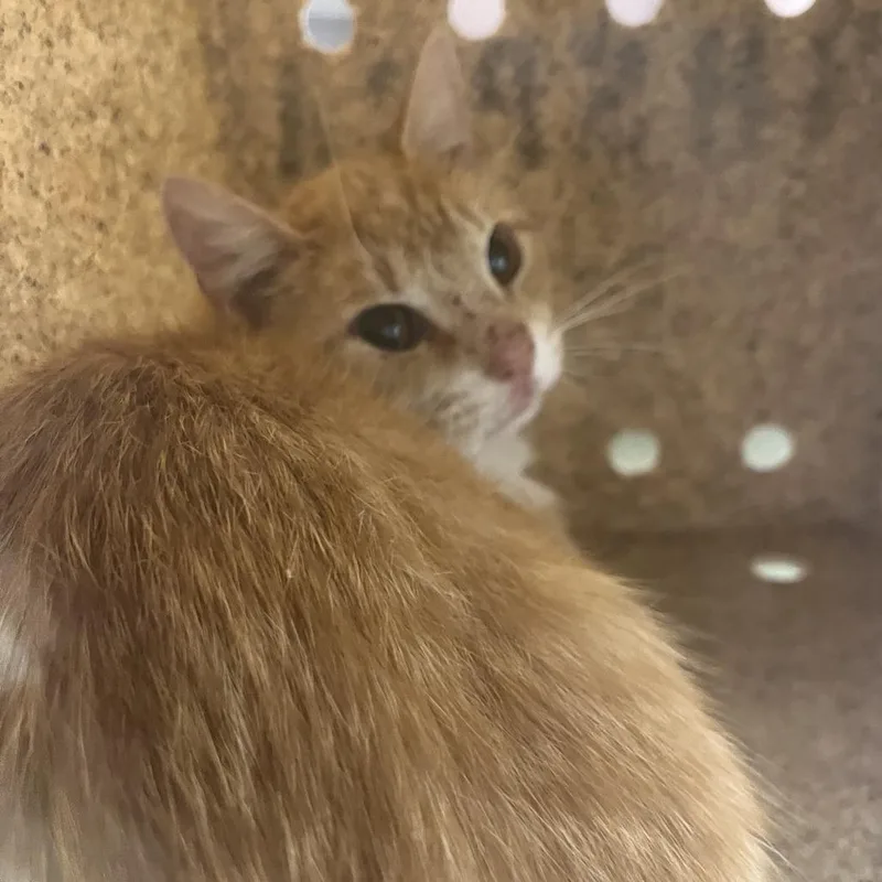 A young medium-sized male Orange / Red Domestic Short Hair cat named 70888 for adoption in Harrisonburg, VA