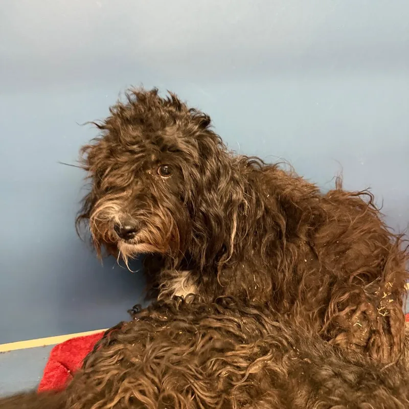 A young small-sized female Poodle dog named Flop for adoption in Yuma, AZ