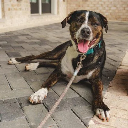 An adult large-sized male White / Cream Mixed Breed dog named Happy for adoption in Atlanta, GA